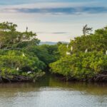 Explorando las rutas de los bosques en Puerto Rico: desde El Yunque hasta Guánica